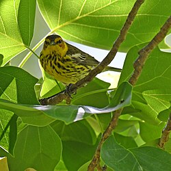 Cape_may_warbler_patterson_park_5.13.21_DSC_9215 photo by lwolfartist, CC BY 2.0 <https://creativecommons.org/licenses/by/2.0>, via Wikimedia Commons