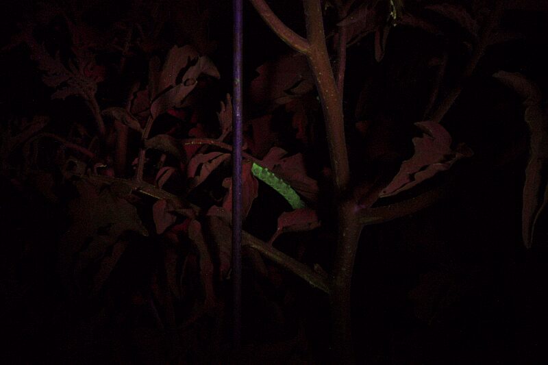 BLACK LIGHT TRAILS WALK WITH JOE NUDELL